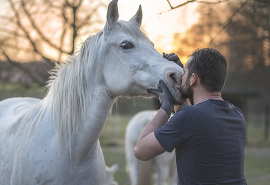 Pensione per cavallo